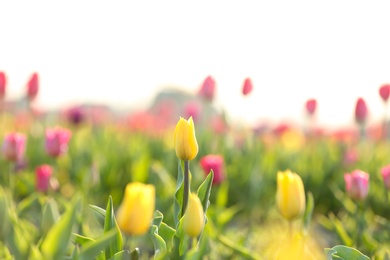 Photo of Field with fresh beautiful tulips. Blooming flowers