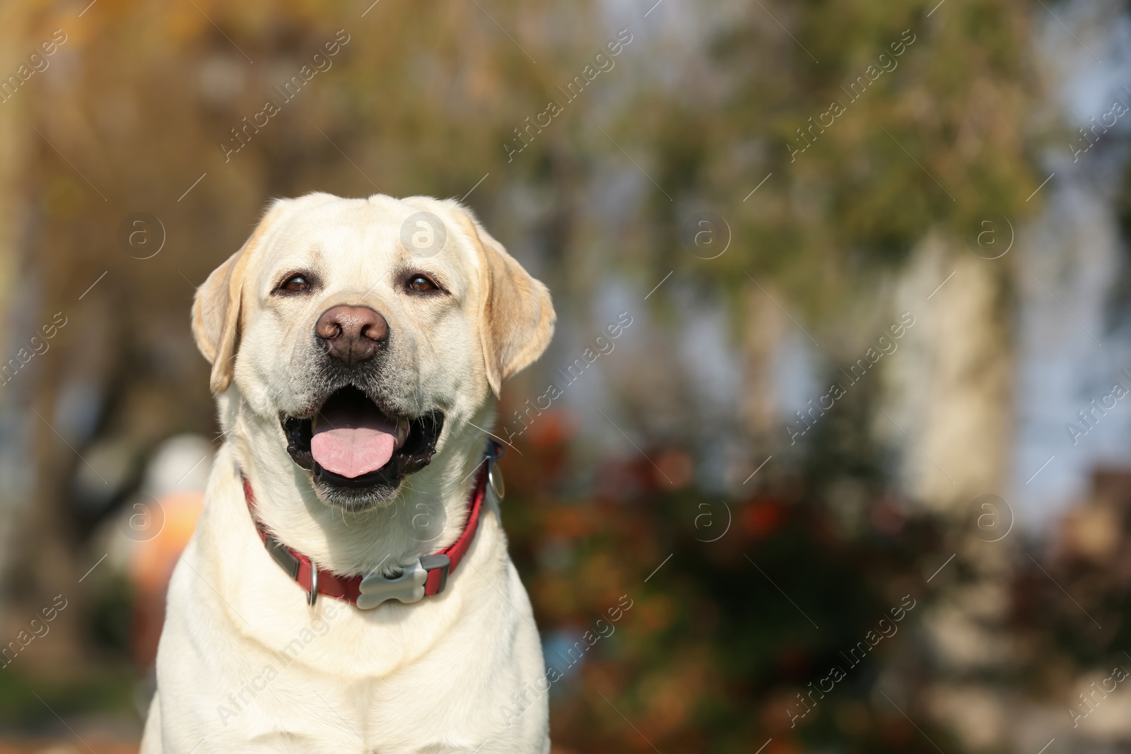 Photo of Yellow Labrador in park on sunny day. Space for text