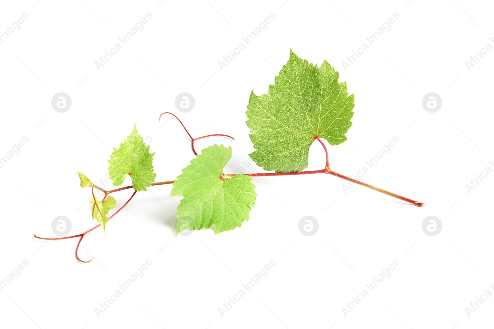 Photo of Fresh grapevine with leaves isolated on white