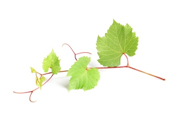 Photo of Fresh grapevine with leaves isolated on white