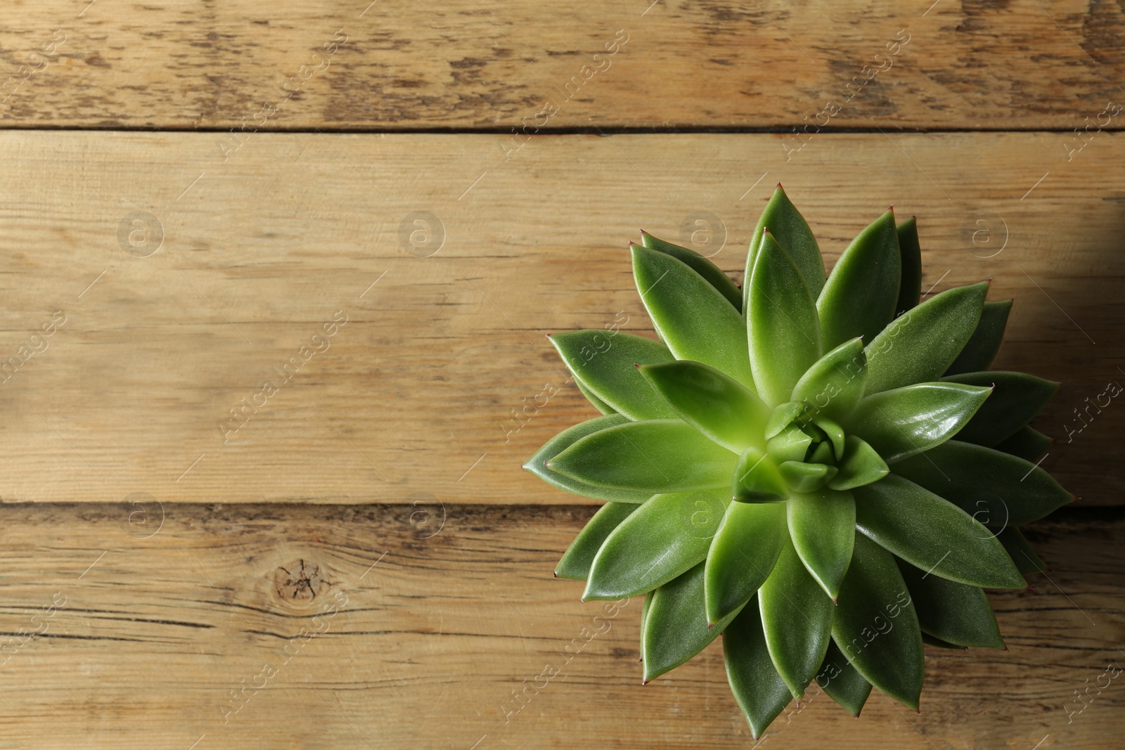 Photo of Beautiful echeveria on wooden background, top view with space for text. Succulent plant