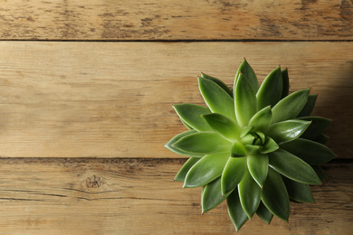 Photo of Beautiful echeveria on wooden background, top view with space for text. Succulent plant