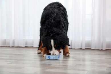 Photo of Bernese mountain dog eating from bowl on floor indoors