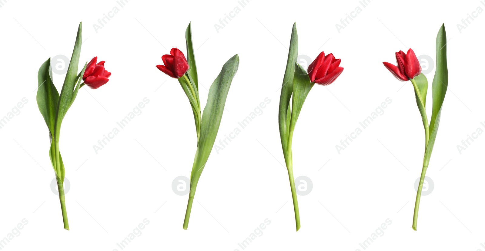 Image of Set of beautiful spring tulips on white background