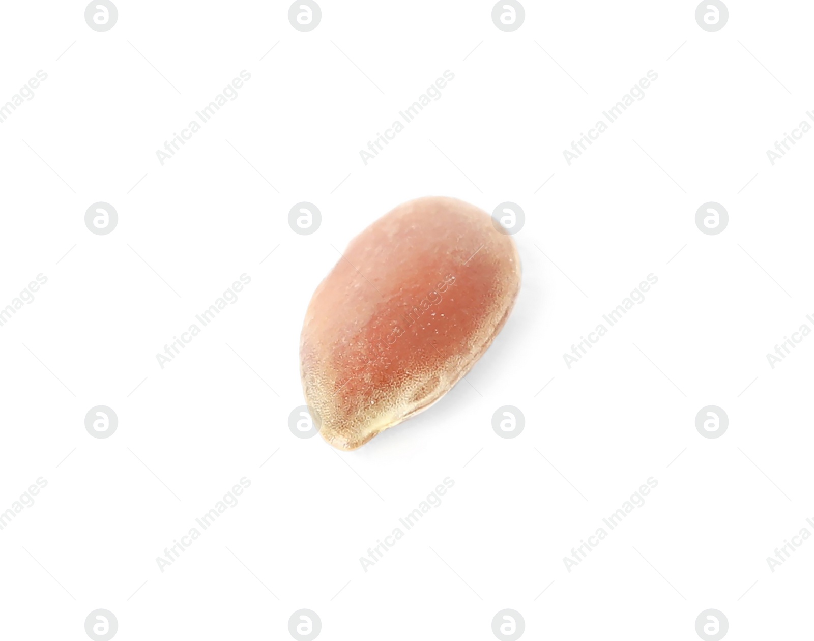 Photo of One linseed on white background. Vegetable planting