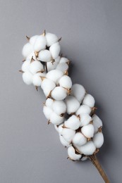 Photo of Branch with cotton flowers on light grey background, top view