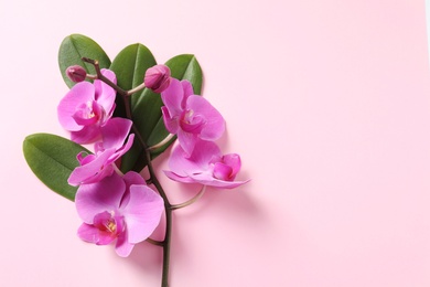 Beautiful orchid flowers with leaves on color background, top view with space for text. Tropical plant