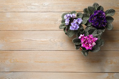 Beautiful violet flowers on wooden background, flat lay with space for text. Delicate house plants