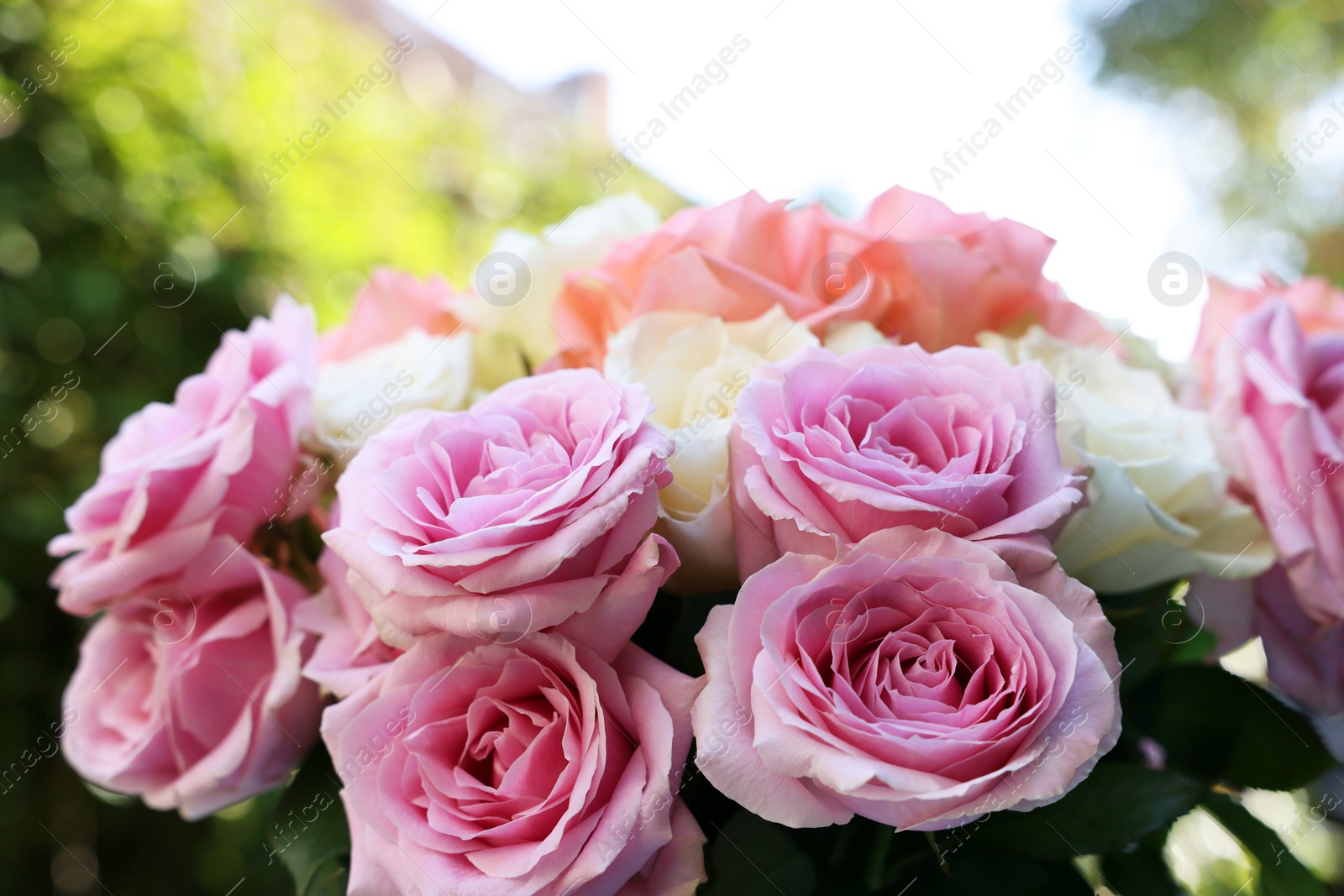 Photo of Beautiful bouquet of aromatic roses outdoors, closeup