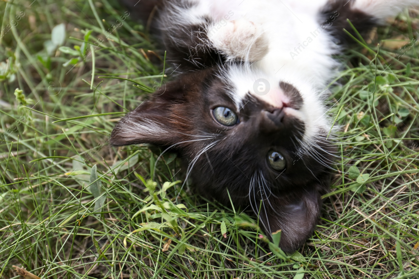 Photo of Cute fluffy cat resting at backyard outdoors, closeup