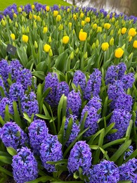 Photo of Beautiful blue hyacinth and tulip flowers growing outdoors