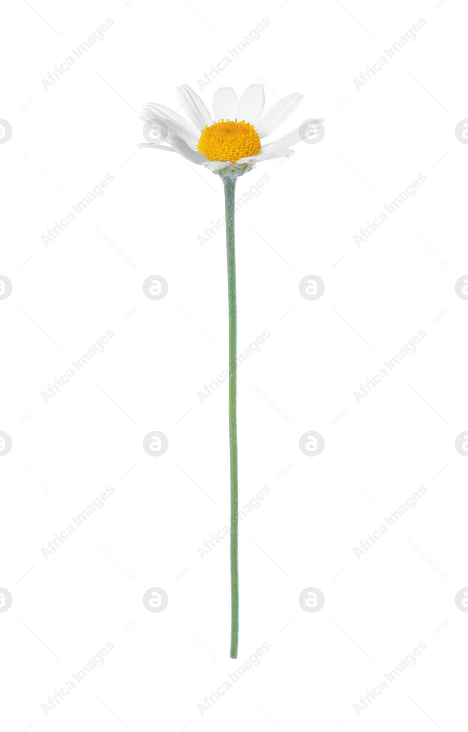 Photo of Blooming chamomile isolated on white. Beautiful flower