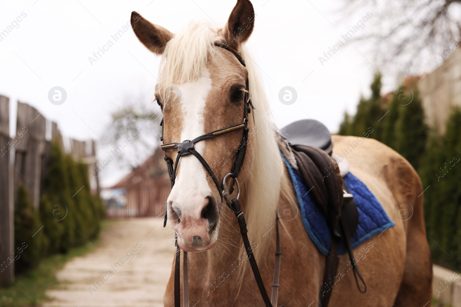 Photo of Adorable horse walking outdoors. Lovely domesticated pet