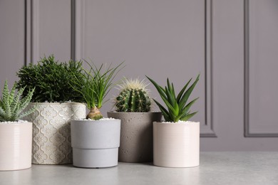 Photo of Different house plants in pots on light table