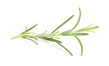 Photo of Sprig of fresh rosemary isolated on white