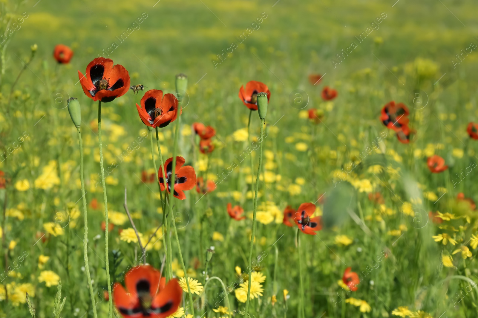 Photo of Beautiful flowers growing in meadow on sunny day