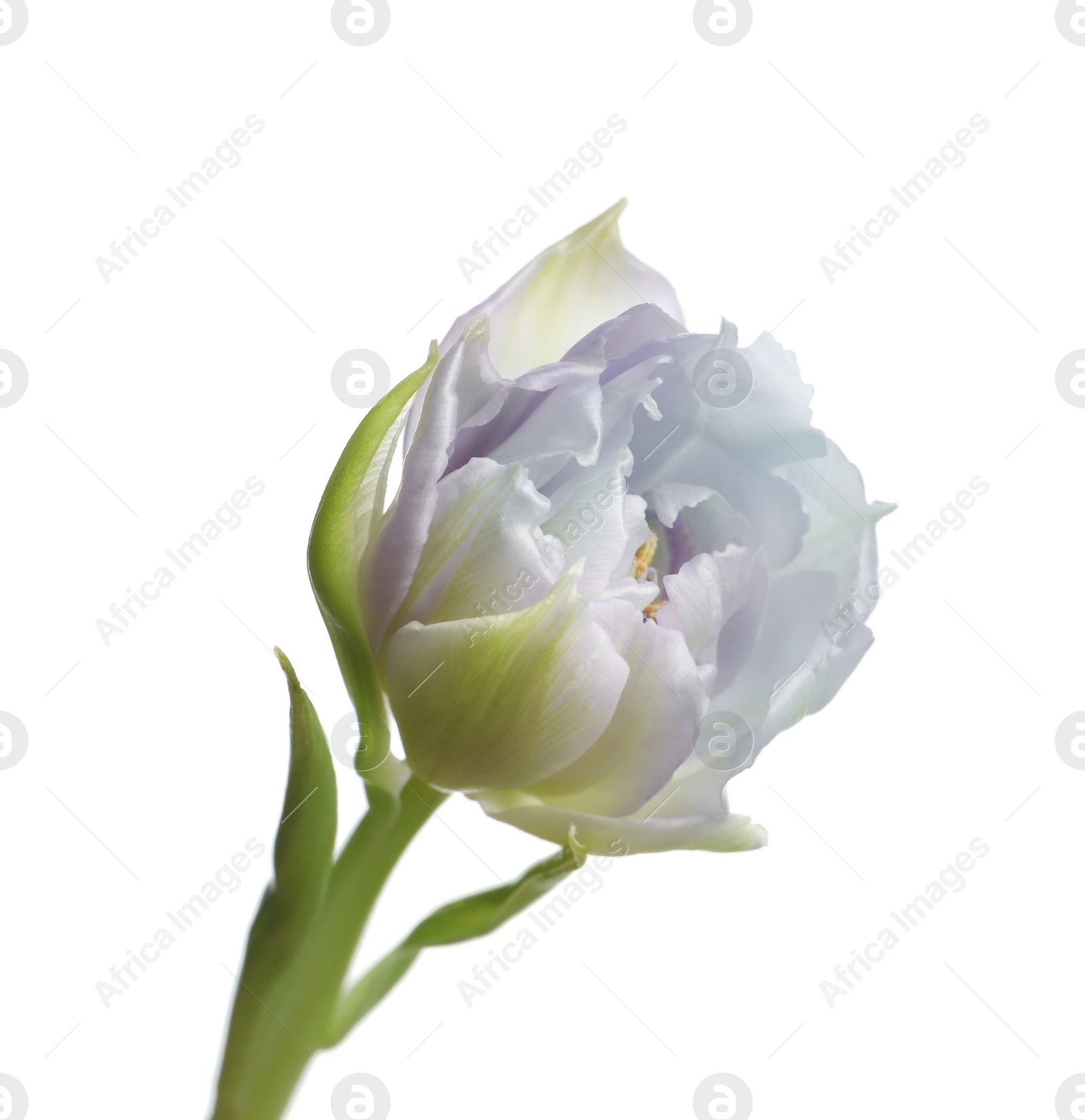 Image of Beautiful light blue tulip isolated on white. Bright flower