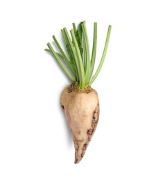 Freshly harvested sugar beet on white background