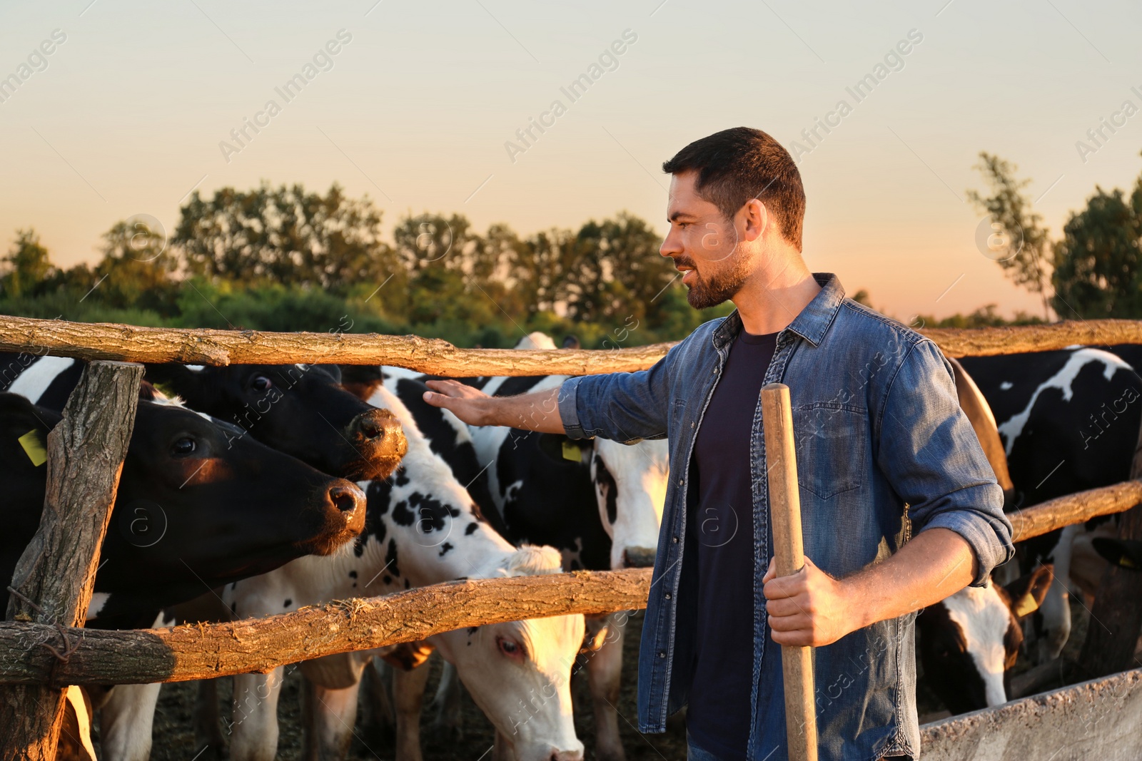 Photo of Worker with shovel near cow pen on farm. Animal husbandry