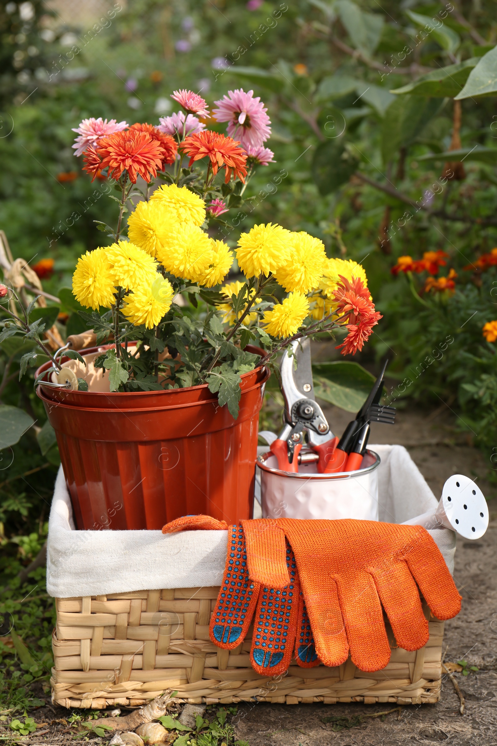 Photo of Wicker basket with gardening gloves, potted flowers and tools outdoors