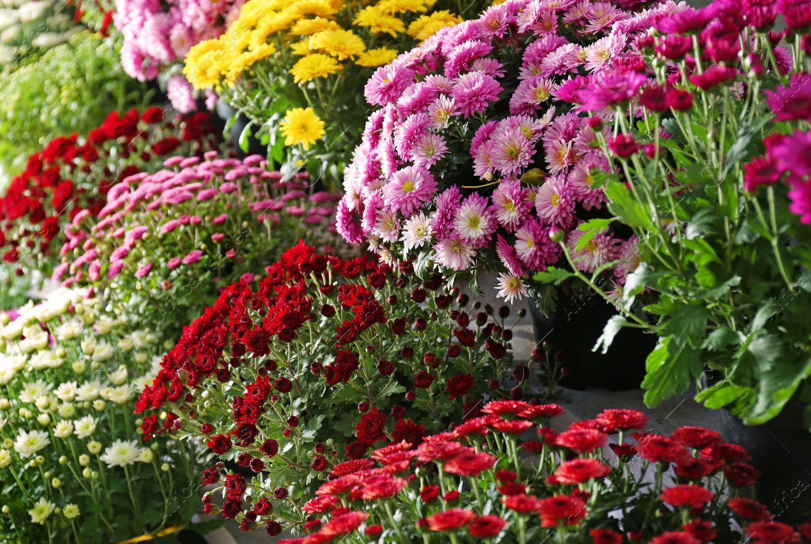 Photo of View of fresh beautiful colorful chrysanthemum flowers