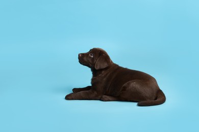 Photo of Cute chocolate Labrador Retriever puppy on light blue background