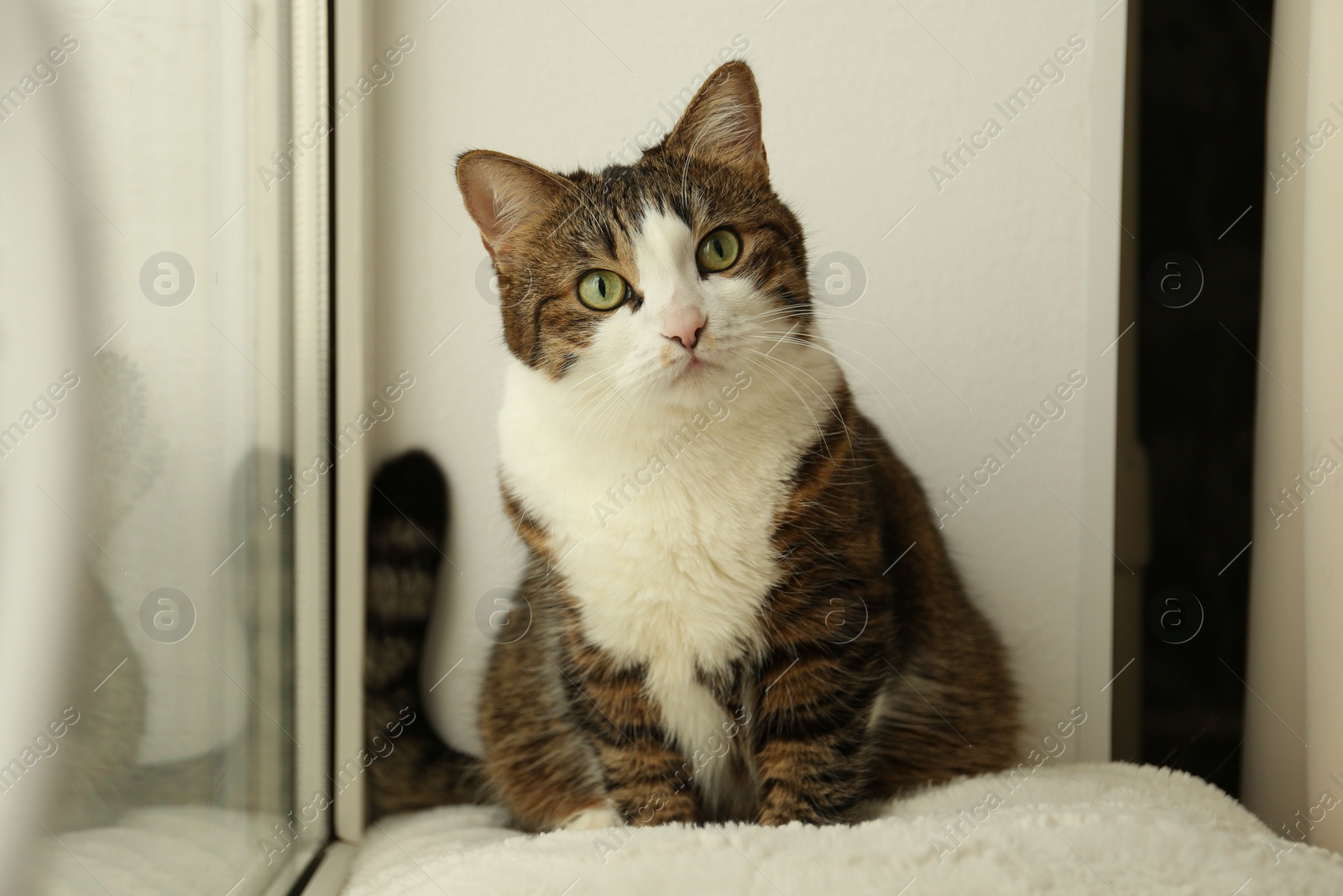 Photo of Cute cat on window sill at home. Adorable pet