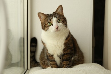 Cute cat on window sill at home. Adorable pet