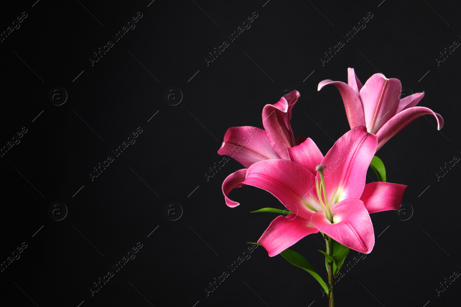 Photo of Beautiful pink lily flowers on black background. Space for text