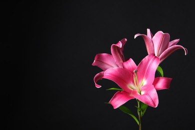 Photo of Beautiful pink lily flowers on black background. Space for text