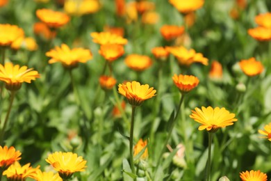 Beautiful blooming calendula flowers outdoors on sunny day