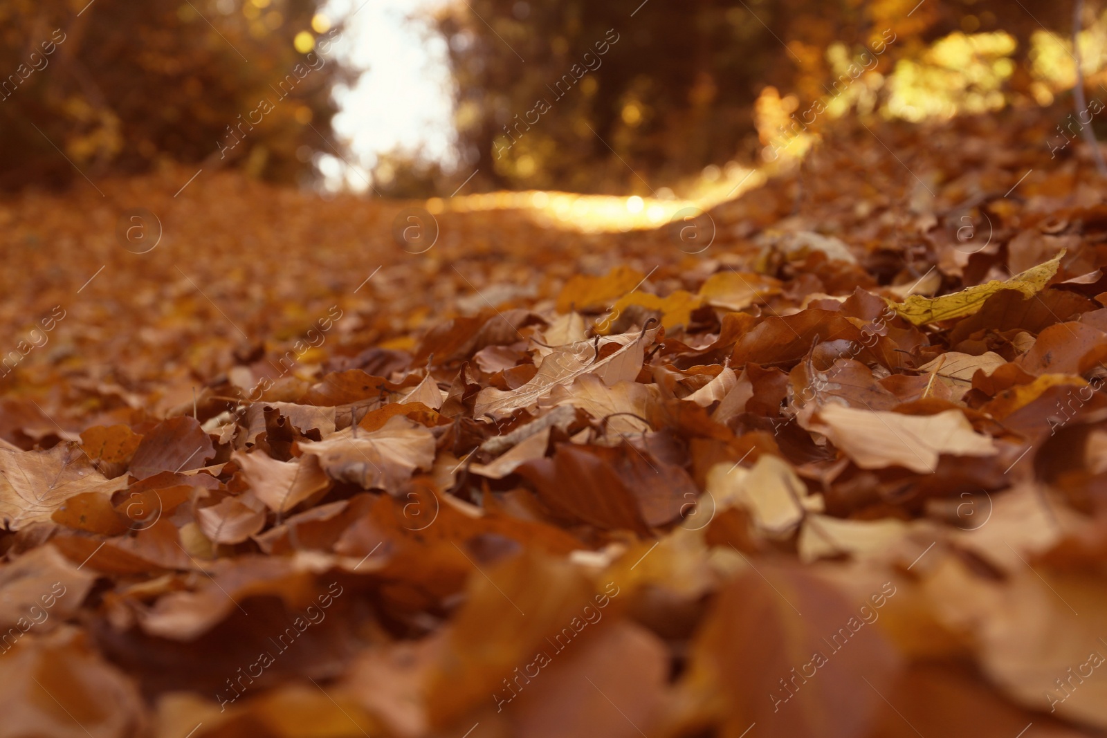 Photo of Ground covered with fallen leaves on autumn day