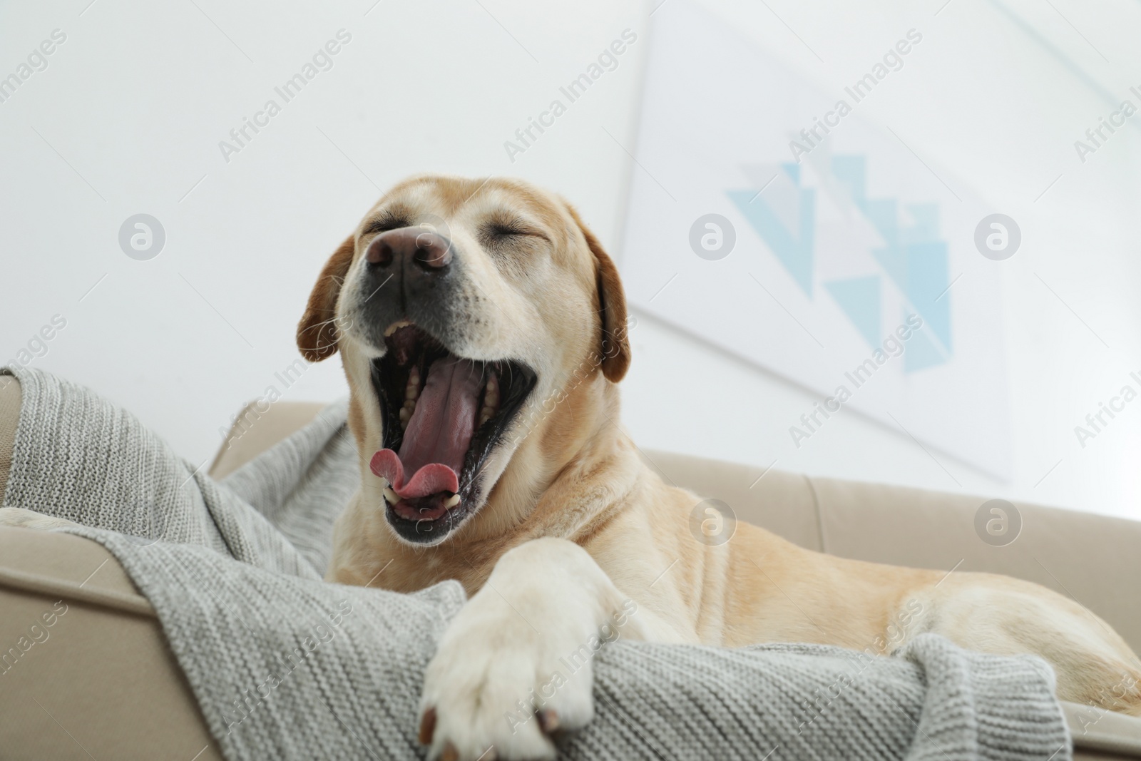 Photo of Yellow labrador retriever on cozy sofa indoors