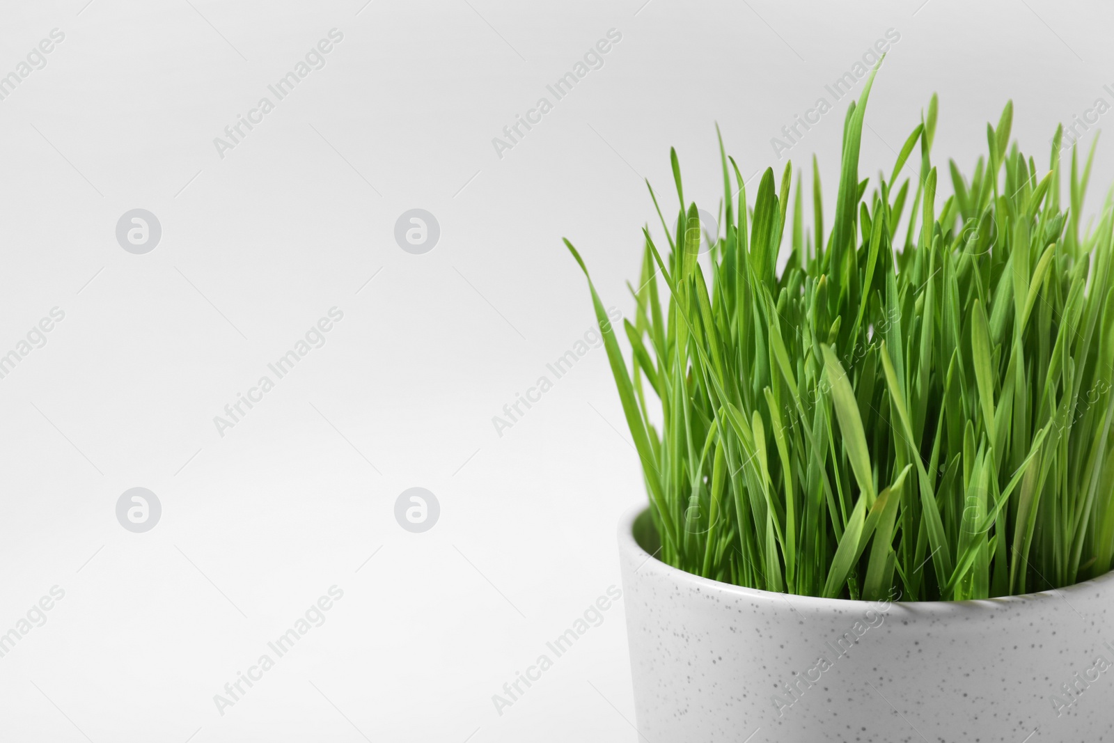 Photo of Ceramic pot with fresh wheat grass on white background, closeup. Space for text