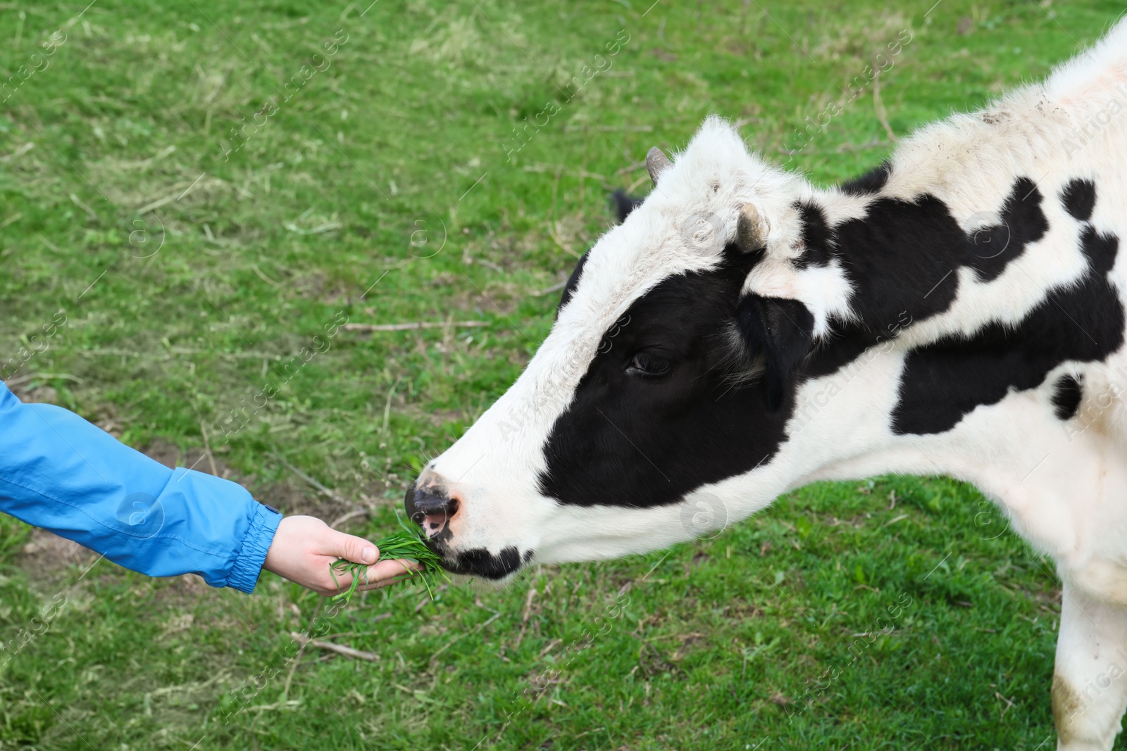 Photo of Farmer feeding cow with grass in field, closeup