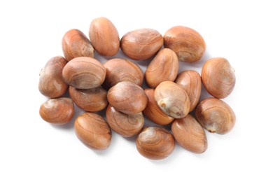 Photo of Many jackfruit seeds on white background, top view