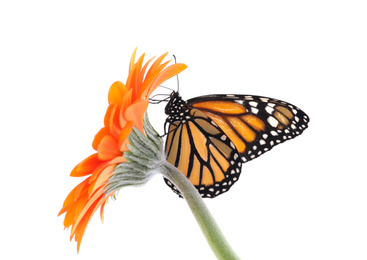 Photo of Flower with beautiful monarch butterfly isolated on white