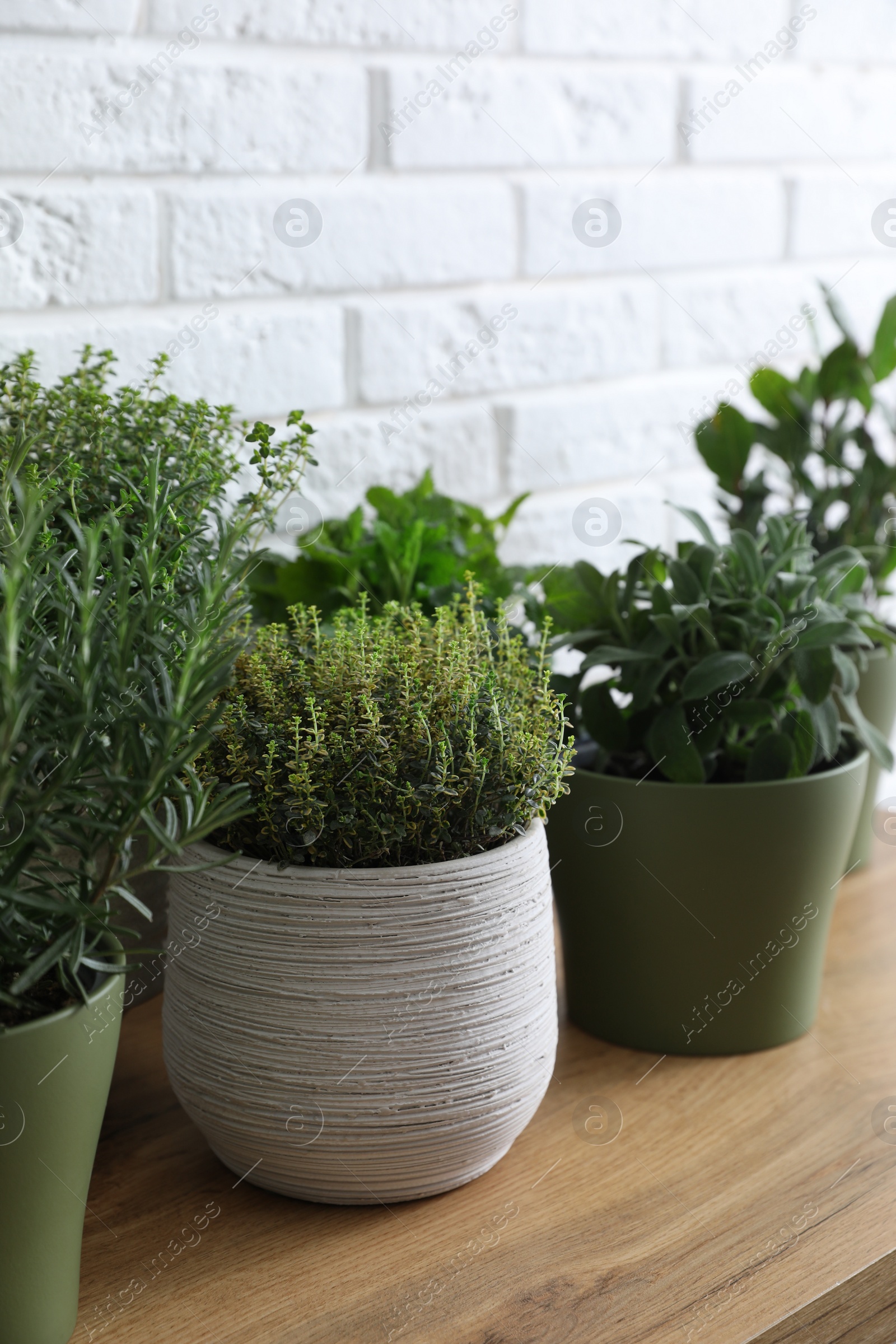 Photo of Different aromatic potted herbs on wooden table near white brick wall