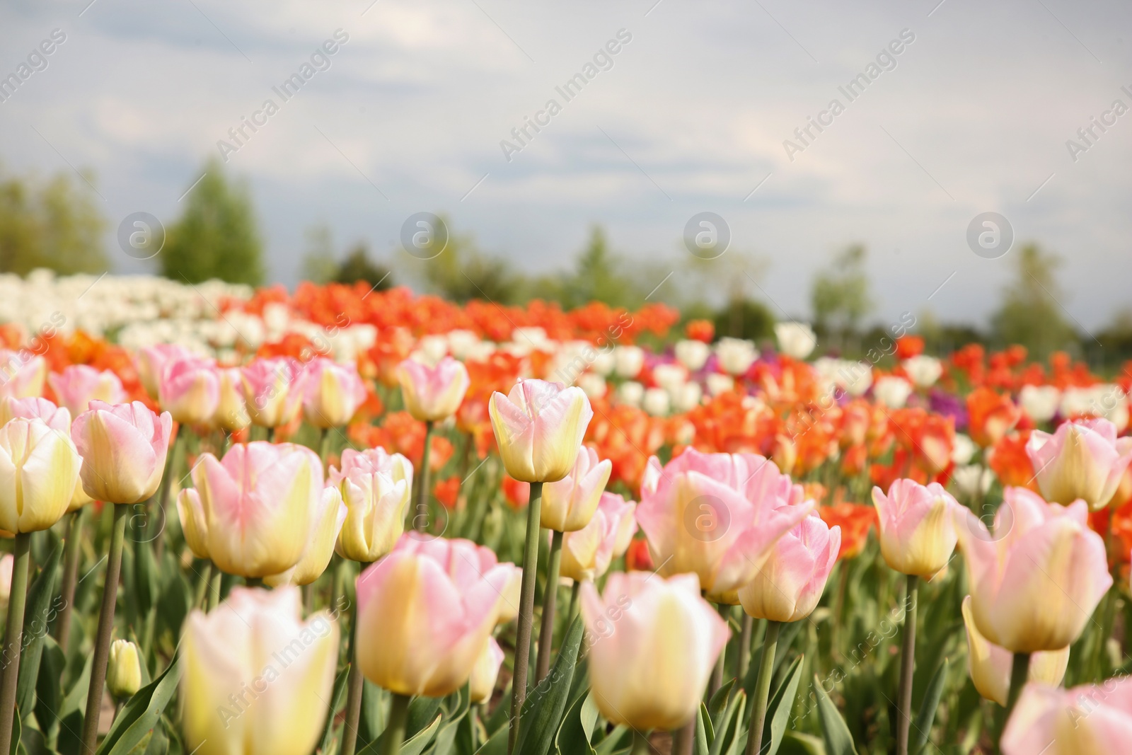 Photo of Beautiful colorful tulip flowers growing in field