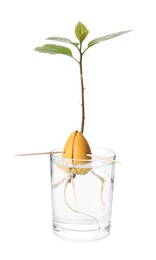 Glass with sprouted avocado on white background