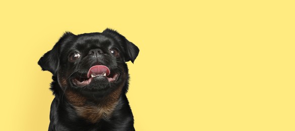 Image of Happy pet. Cute Petit Brabancon dog smiling on pale yellow background, space for text. Banner design
