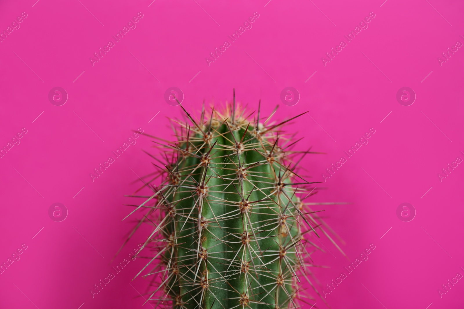 Photo of Beautiful cactus on violet background, closeup view