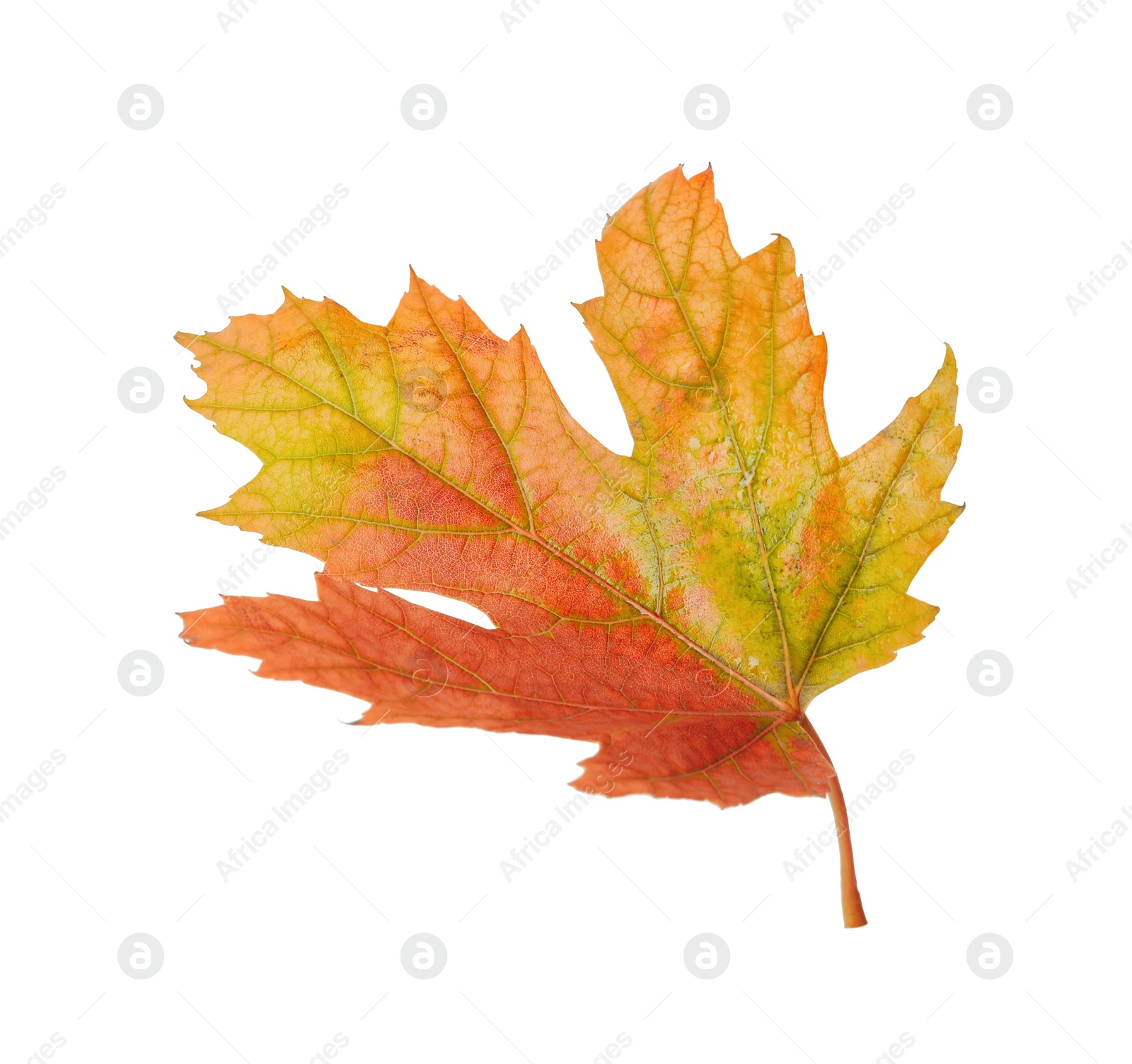 Photo of Beautiful leaf isolated on white. Autumn season