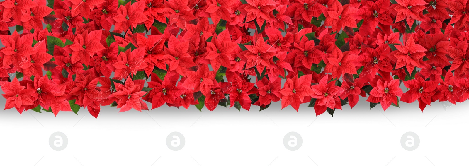 Image of Christmas traditional Poinsettia flowers on white background, top view. Banner design 