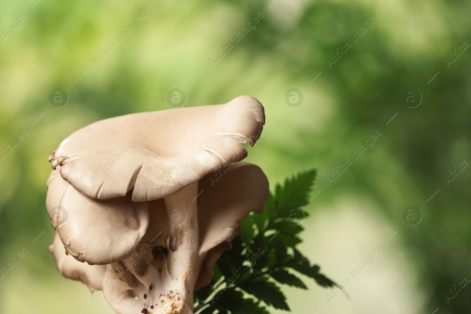 Photo of Delicious organic oyster mushrooms on blurred background, space for text