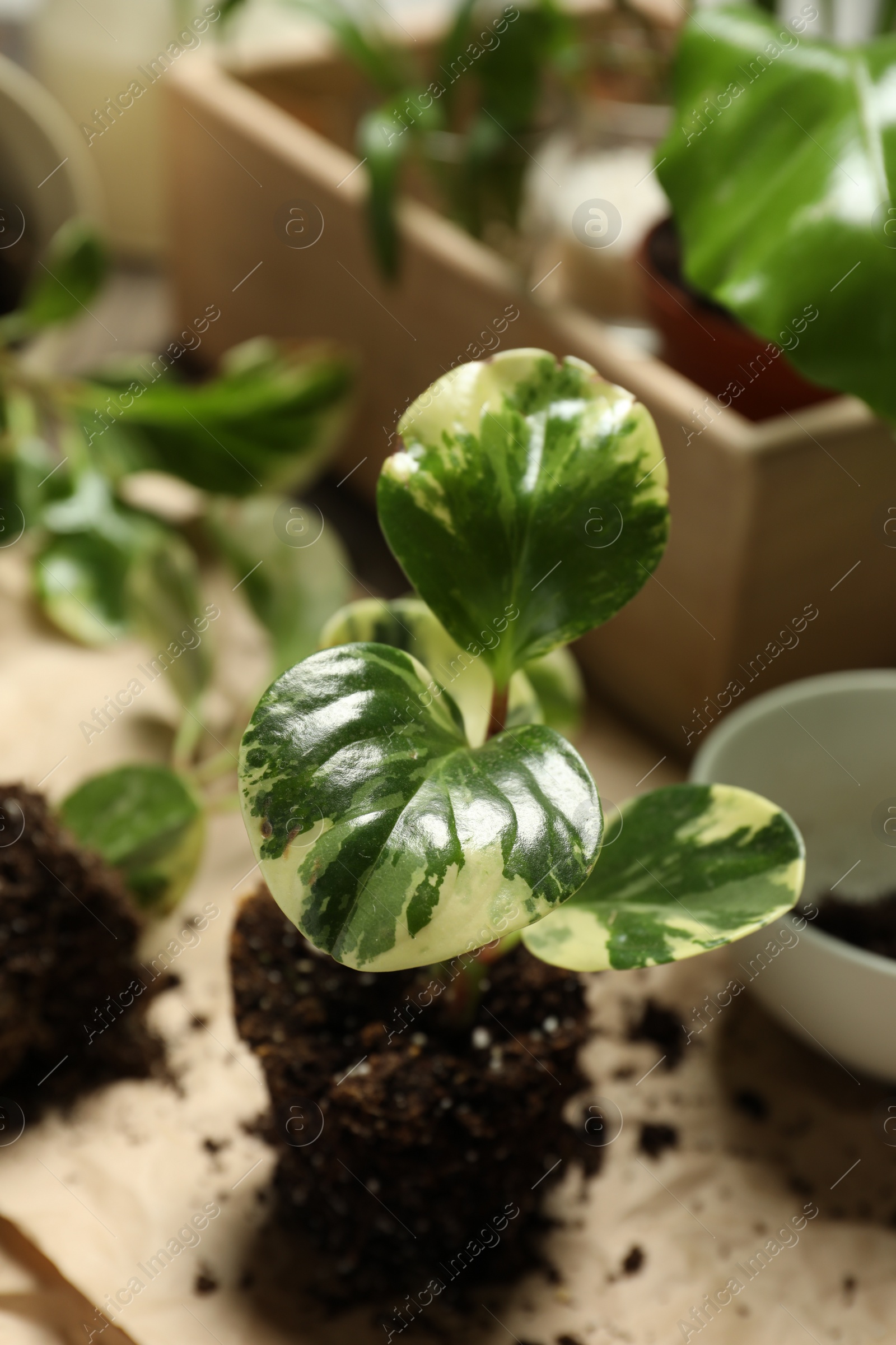 Photo of Exotic house plant in soil on table