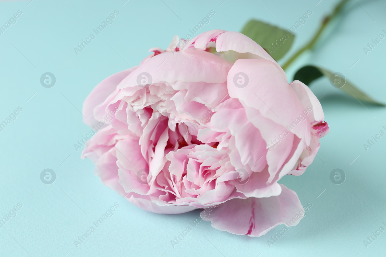 Photo of Beautiful aromatic peony on light blue background, closeup