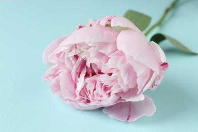 Beautiful aromatic peony on light blue background, closeup