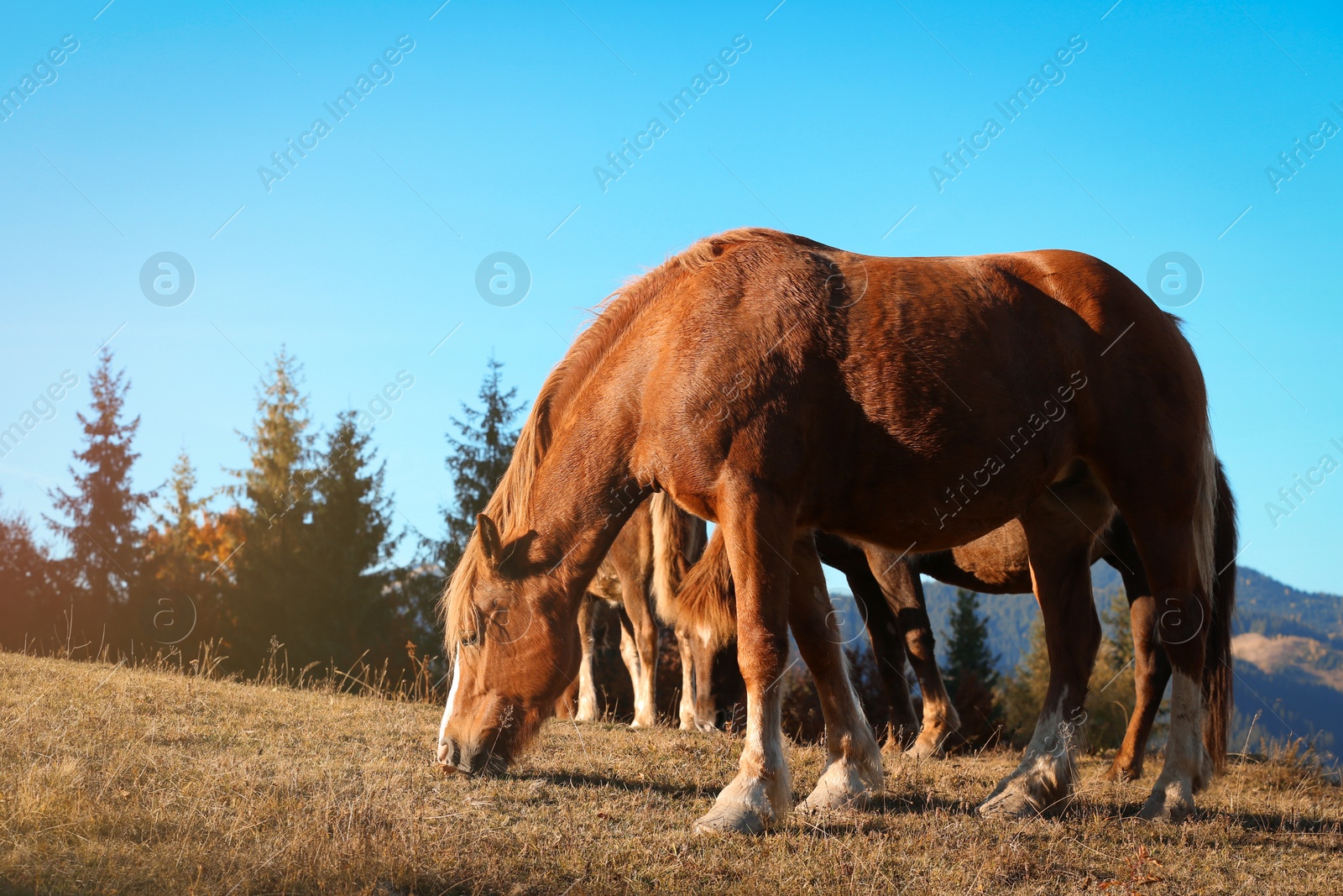 Photo of Brown horses grazing in mountains on sunny day. Beautiful pets