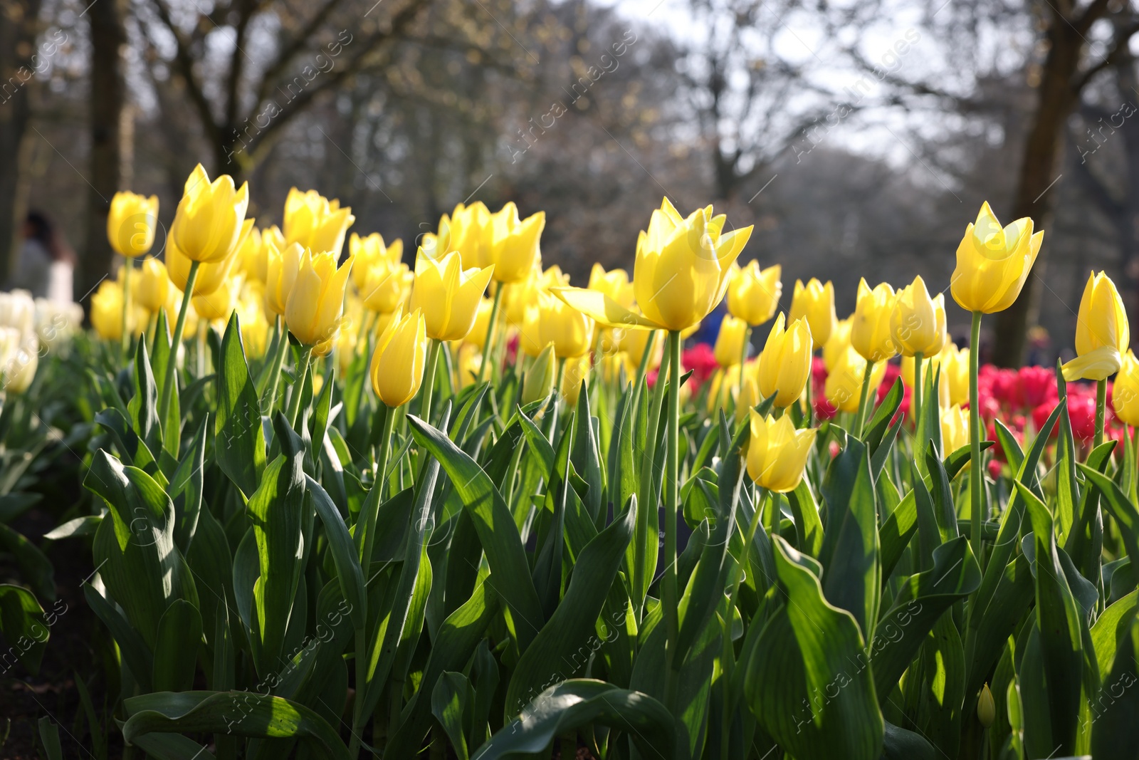 Photo of Beautiful yellow tulip flowers growing in park on sunny day, closeup